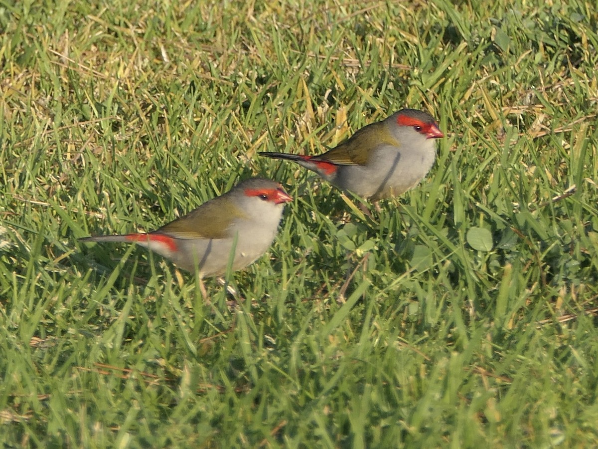 Red-browed Firetail - ML626027508