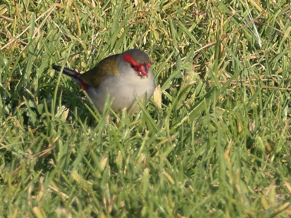 Red-browed Firetail - ML626027509