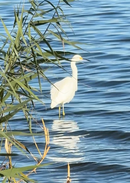 Snowy Egret - ML626027816