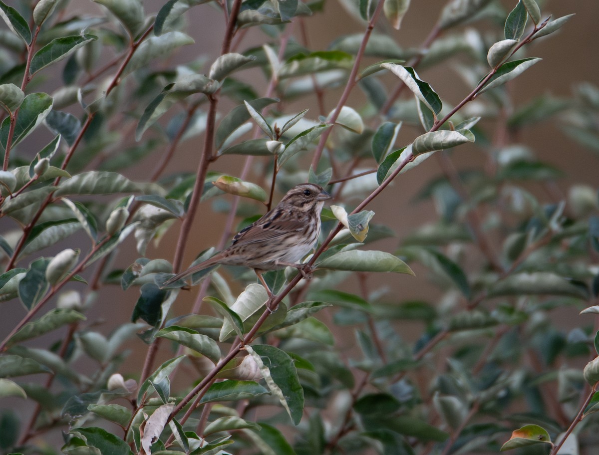 Song Sparrow - ML626027868
