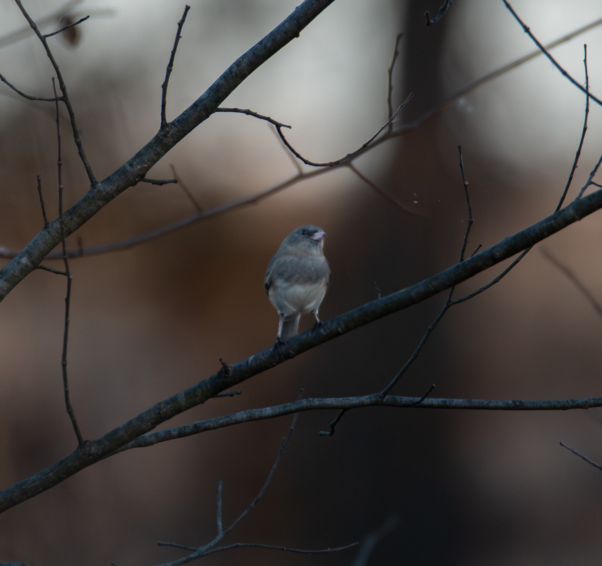 Dark-eyed Junco (Slate-colored) - ML626027877
