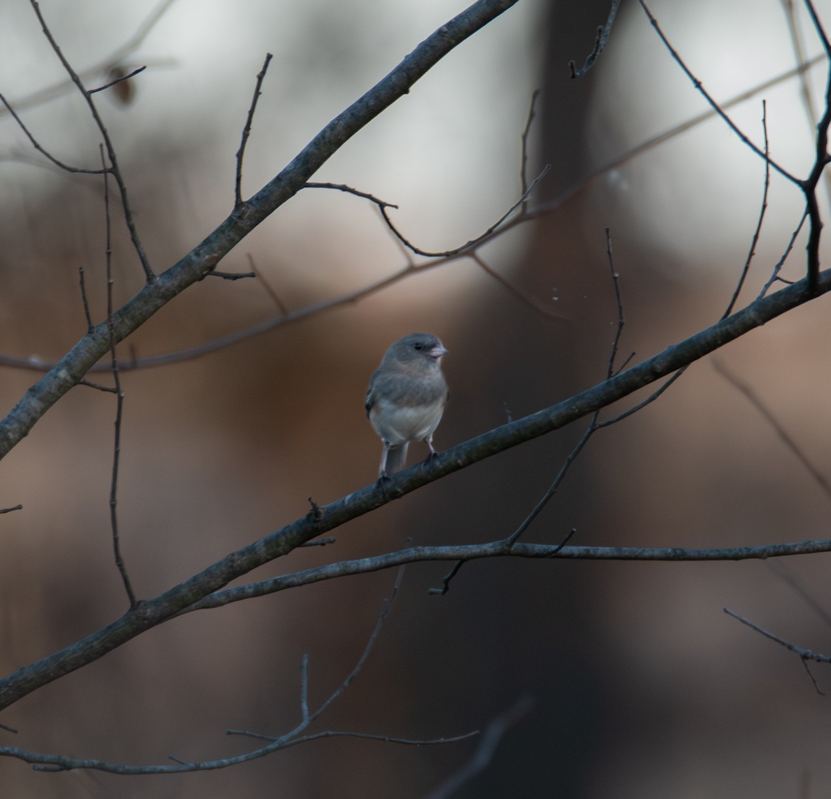 Dark-eyed Junco (Slate-colored) - ML626027878