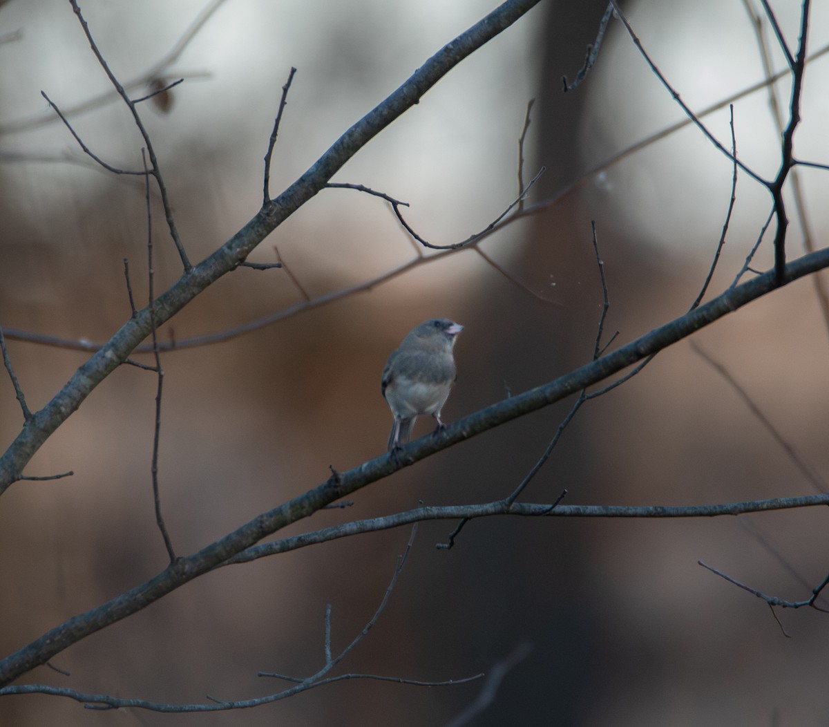 Dark-eyed Junco (Slate-colored) - ML626027880