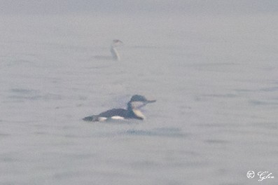 Arctic Loon - ML626027928