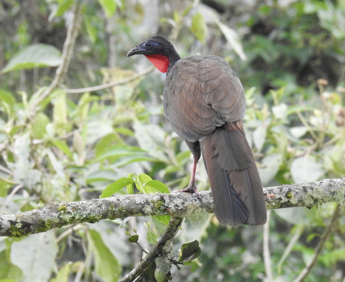 Cauca Guan - ML626027970