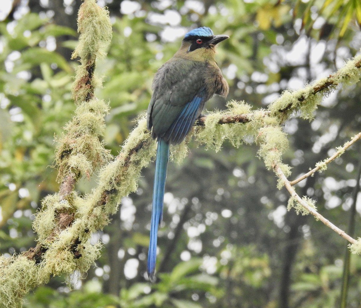 Andean Motmot - ML626027973