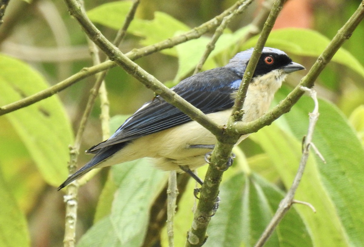 Fawn-breasted Tanager - ML626028002