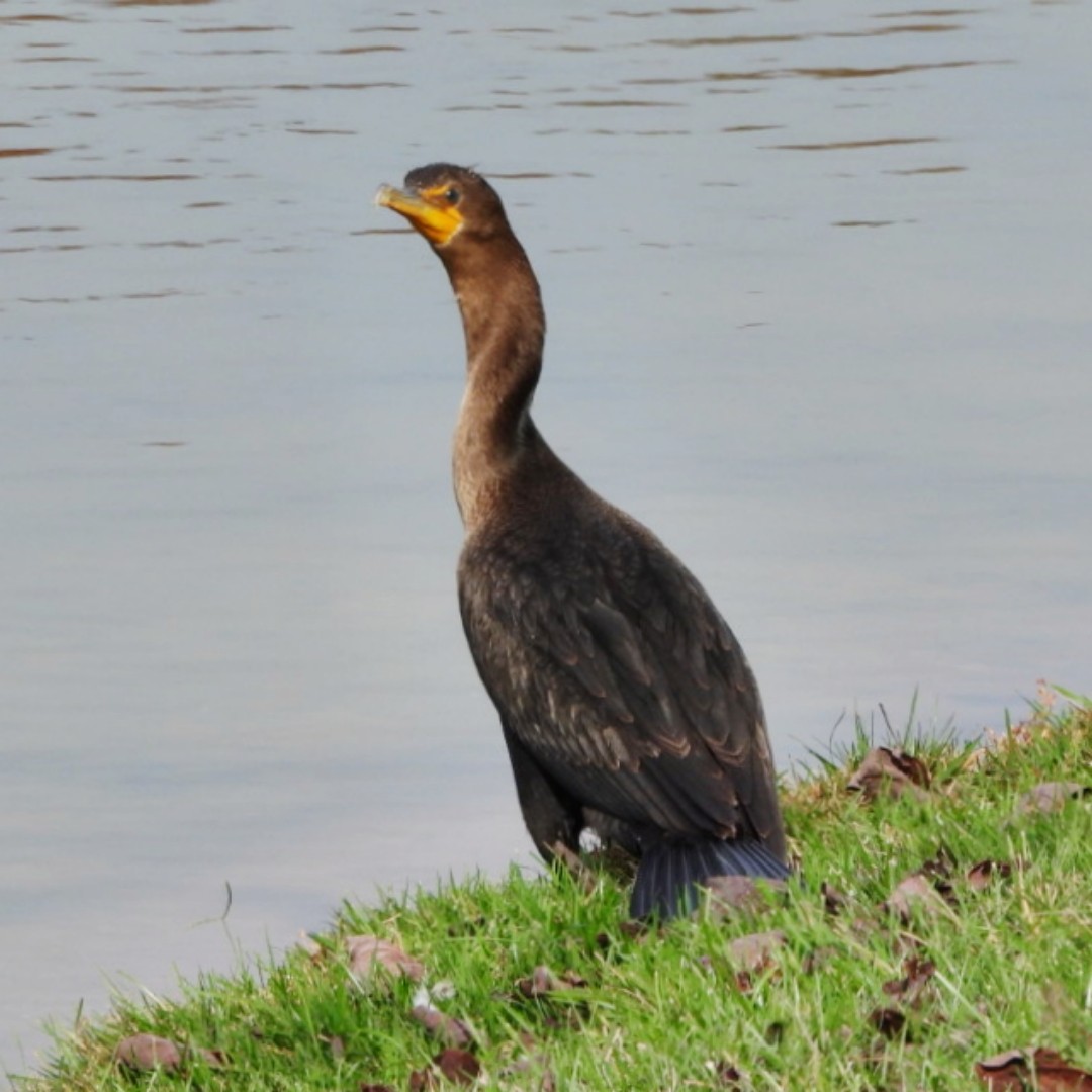 Double-crested Cormorant - ML626028343