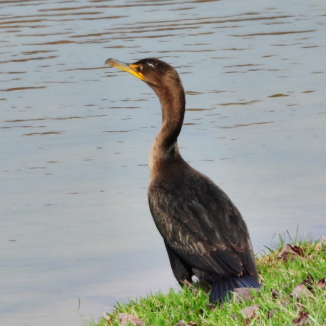 Double-crested Cormorant - ML626028344