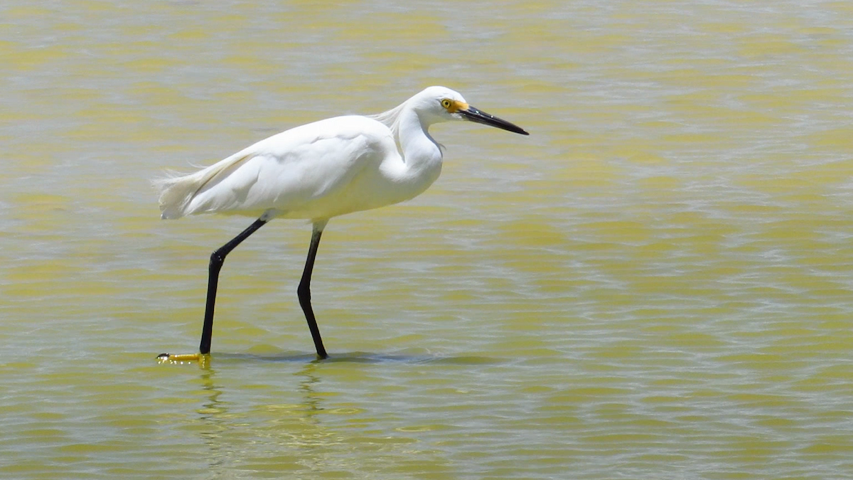 Snowy Egret - ML626028347