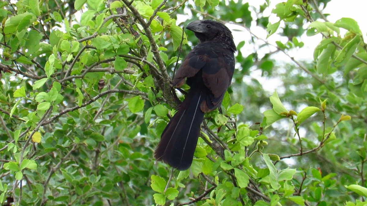 Groove-billed Ani - ML626028352