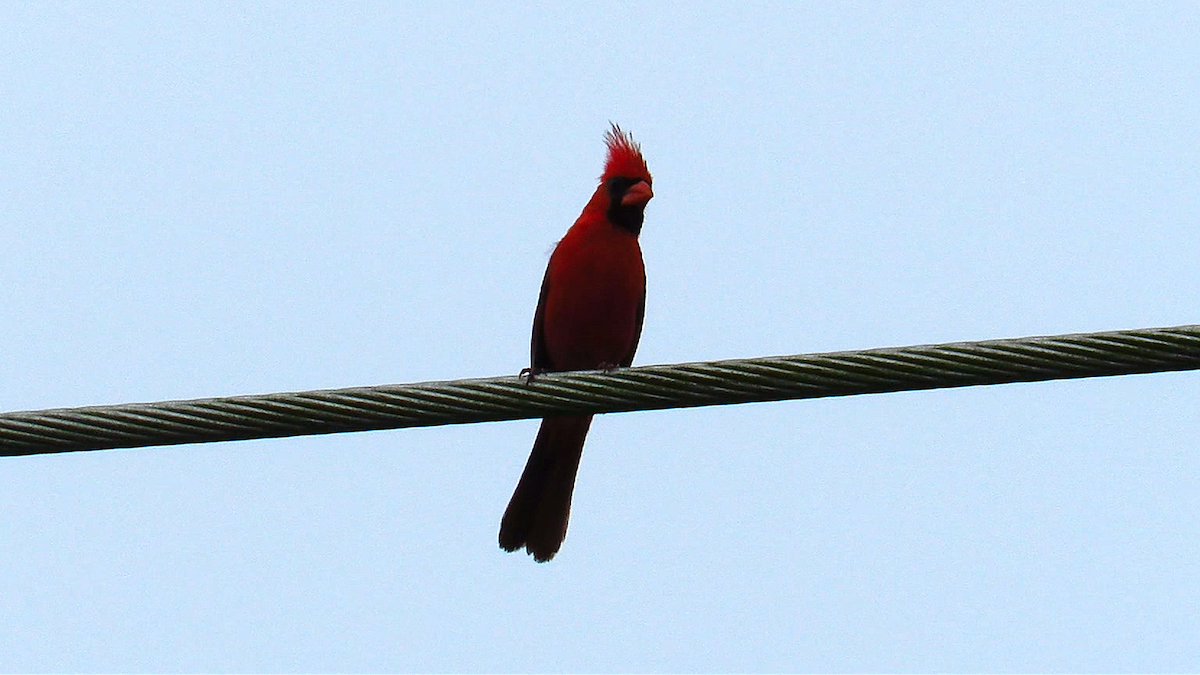 Northern Cardinal - ML626028363