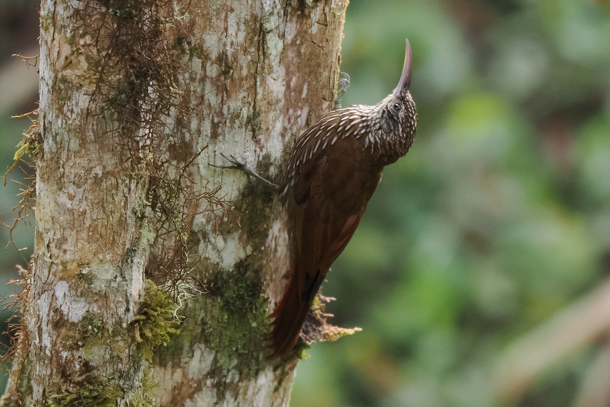 Olive-backed Woodcreeper - ML626028382