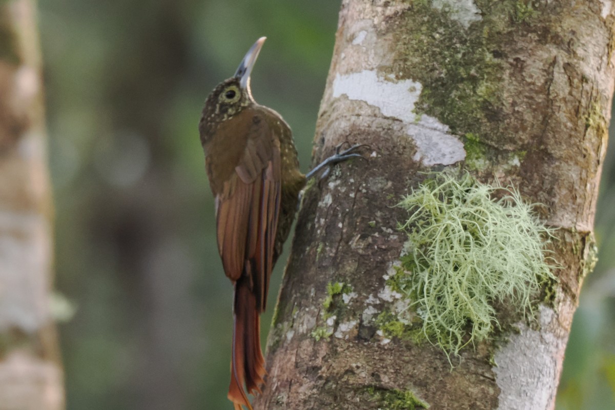 Olive-backed Woodcreeper - ML626028446