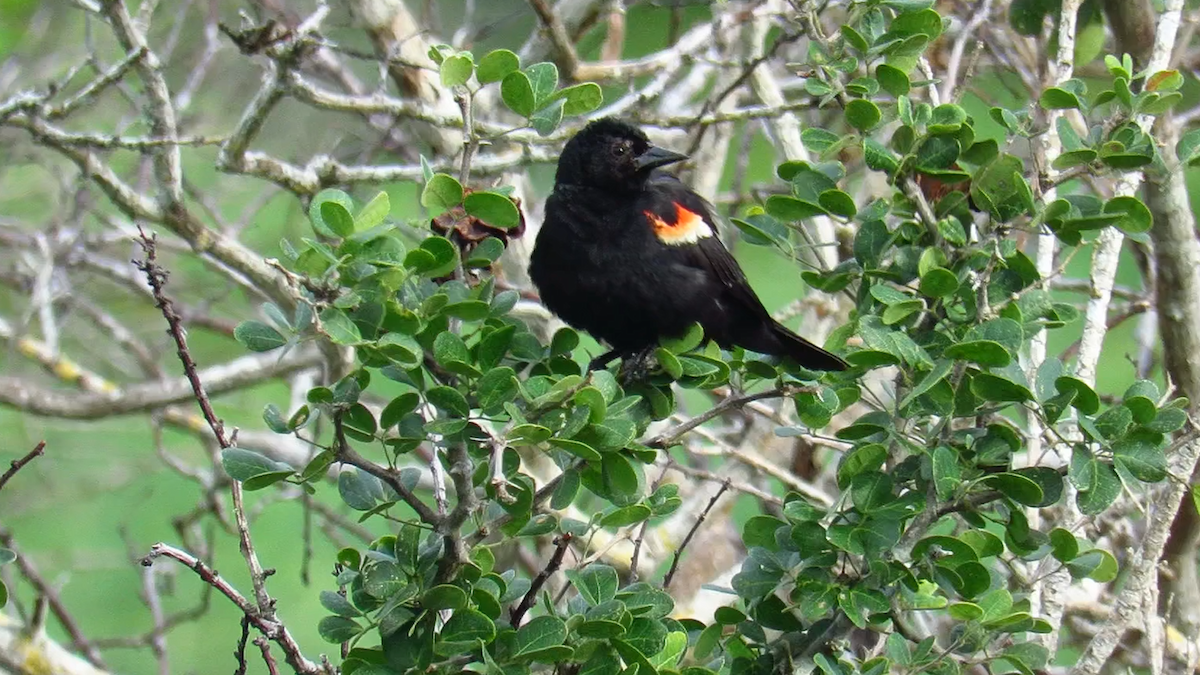 Red-winged Blackbird - ML626028485