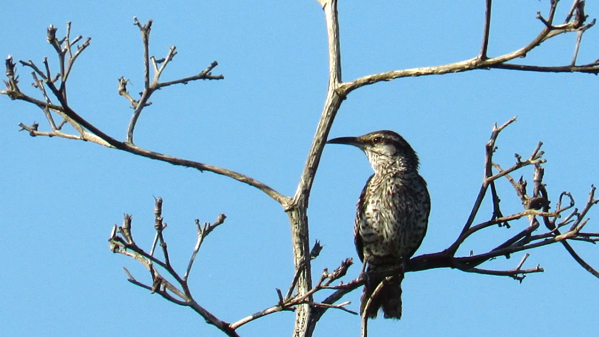 Yucatan Wren - ML626028594