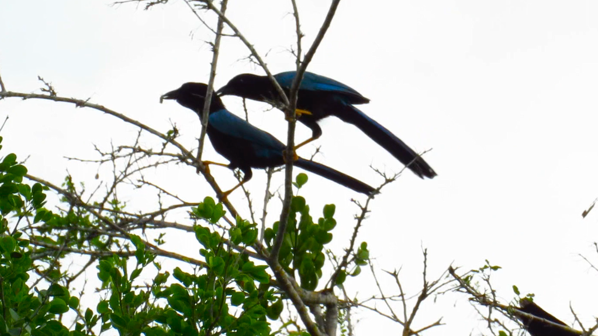 Yucatan Jay - ML626028607