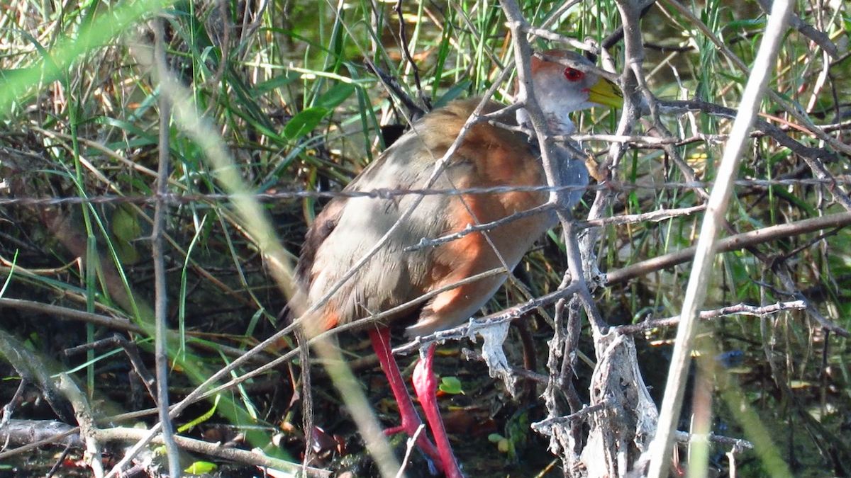 Russet-naped Wood-Rail - ML626028608