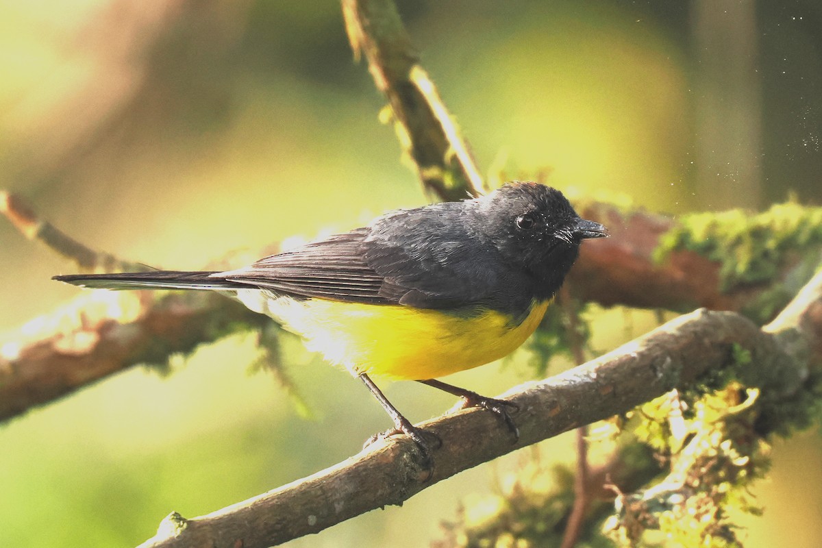 Slate-throated Redstart - ML626028653