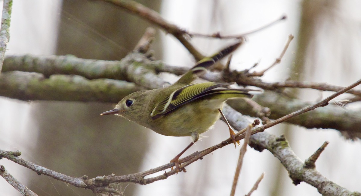 Ruby-crowned Kinglet - ML626028655