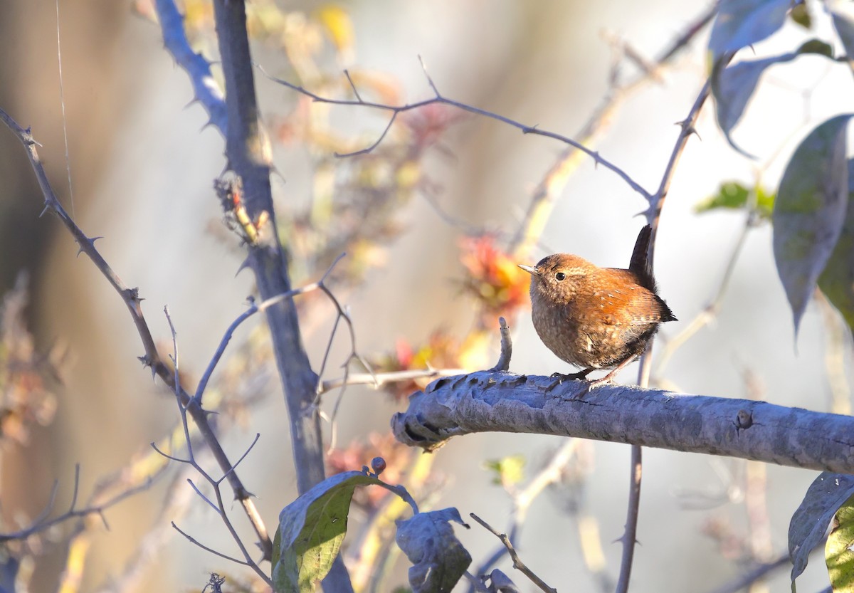 Winter Wren - ML626028664