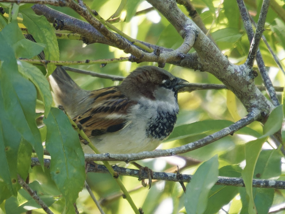 House Sparrow - ML626028730