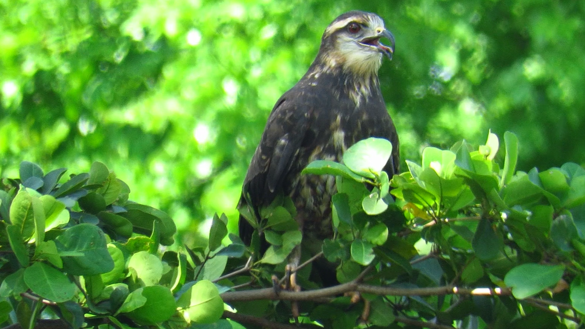 Snail Kite - ML626028786