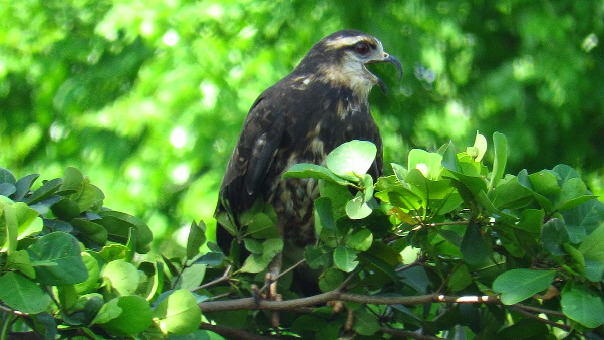 Snail Kite - ML626028787