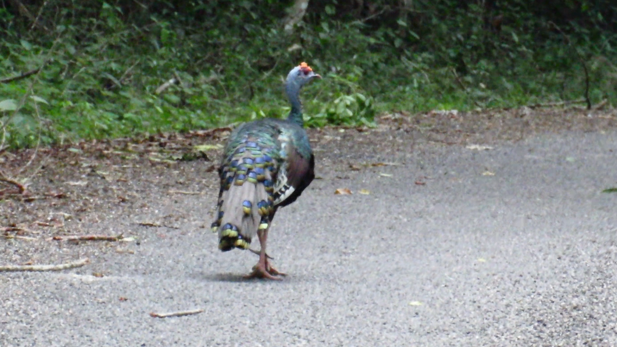 Ocellated Turkey - ML626028790