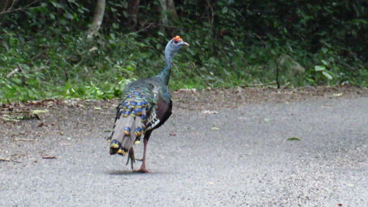 Ocellated Turkey - ML626028791