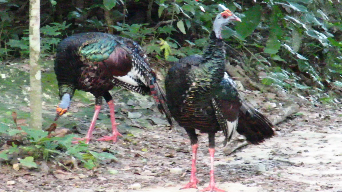 Ocellated Turkey - ML626028792