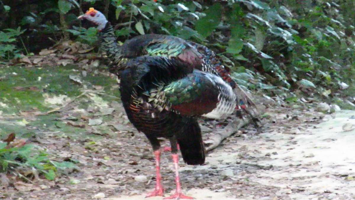 Ocellated Turkey - ML626028793