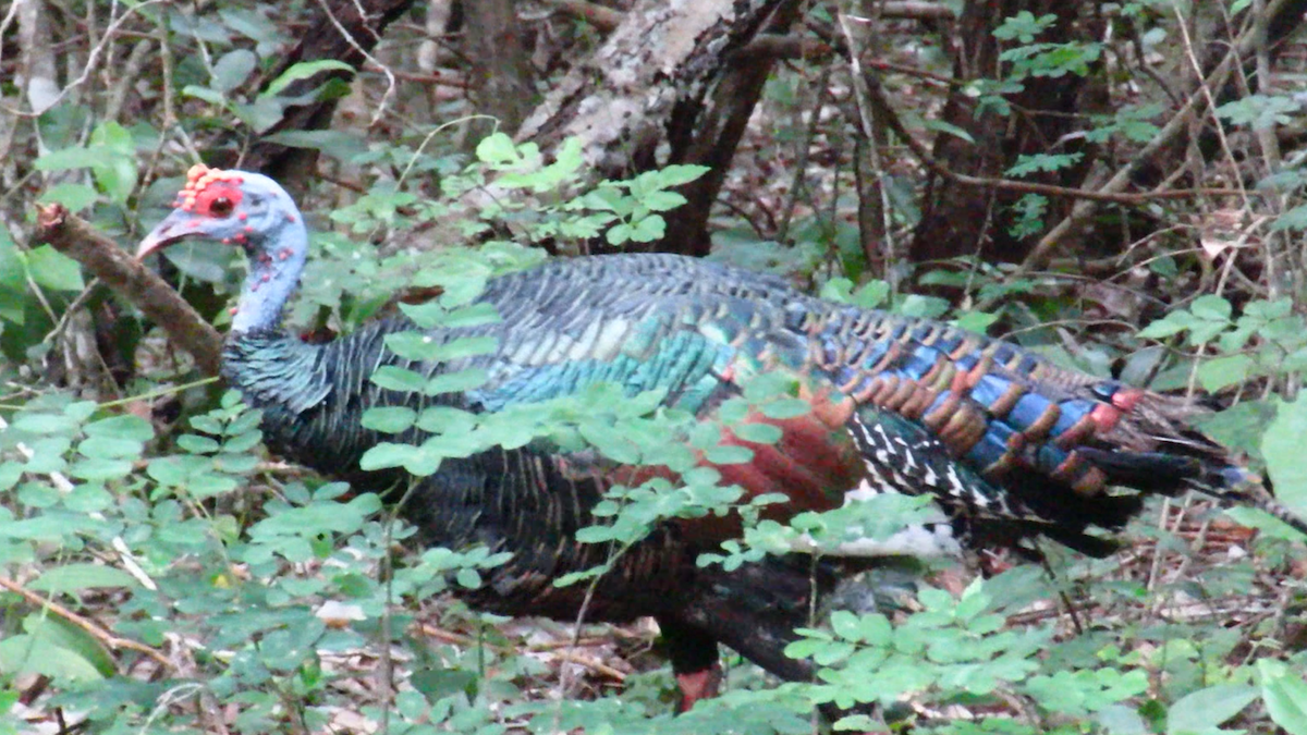 Ocellated Turkey - ML626028794