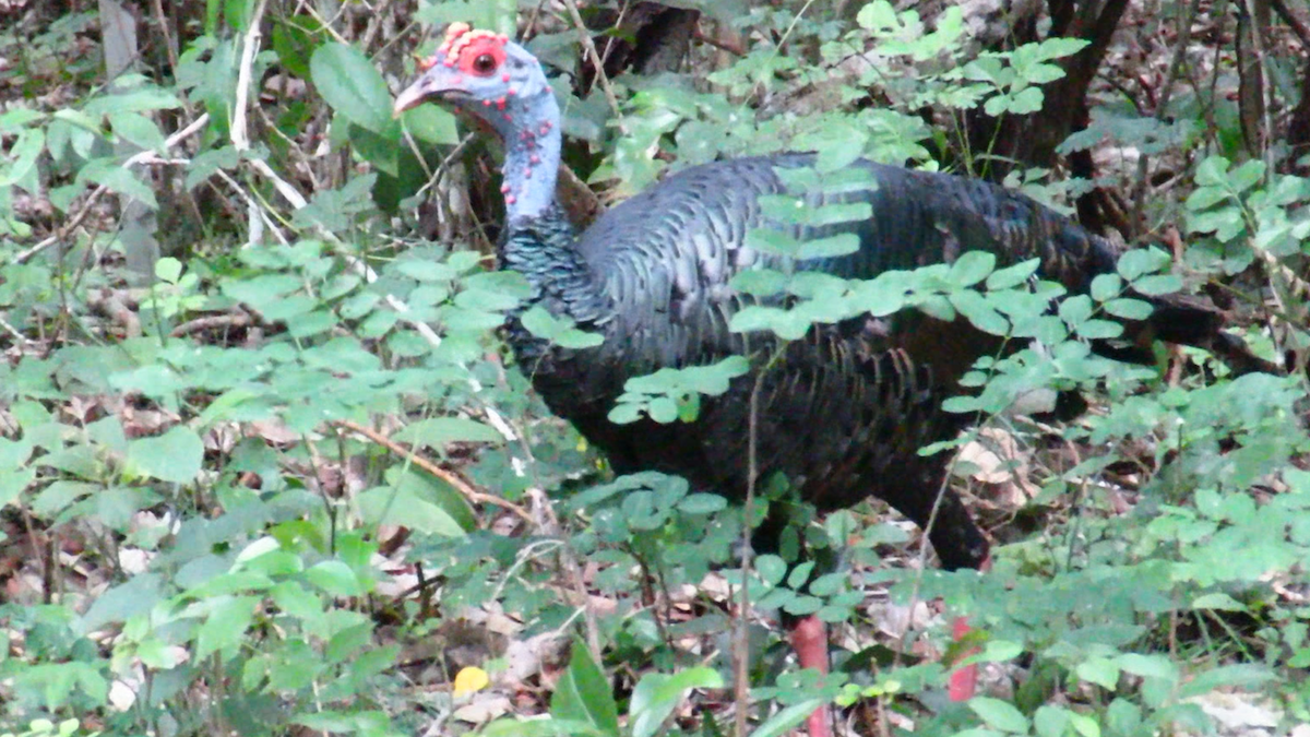 Ocellated Turkey - ML626028795