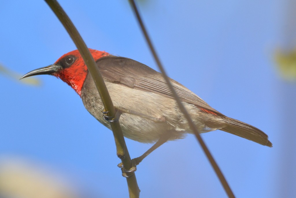 Red-headed Myzomela - ML626028998