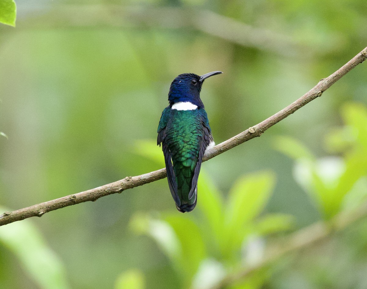 White-necked Jacobin - ML626029032