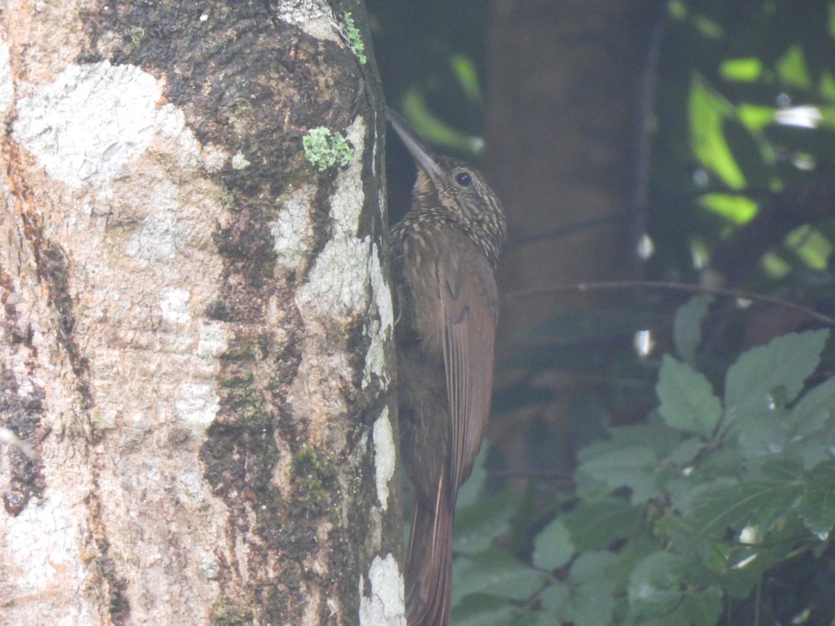 Cocoa Woodcreeper - ML626029038