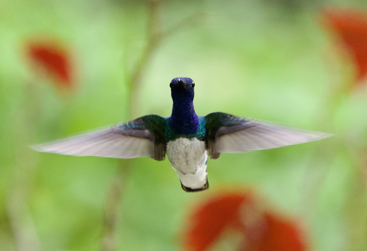 White-necked Jacobin - ML626029042