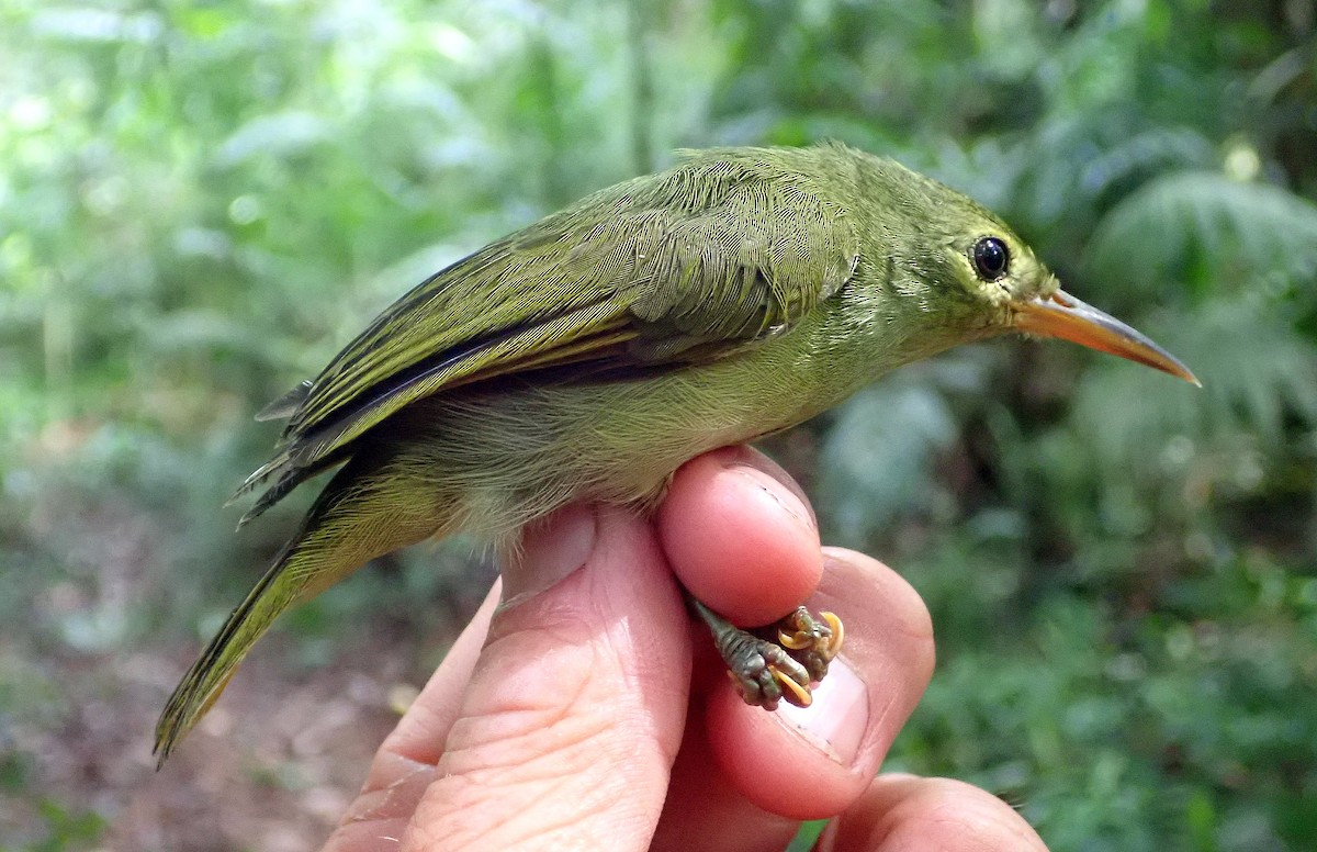 Fraser's Sunbird - ML626029053