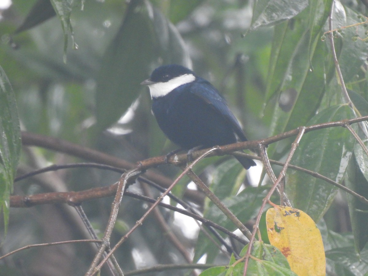 White-ruffed Manakin - ML626029071