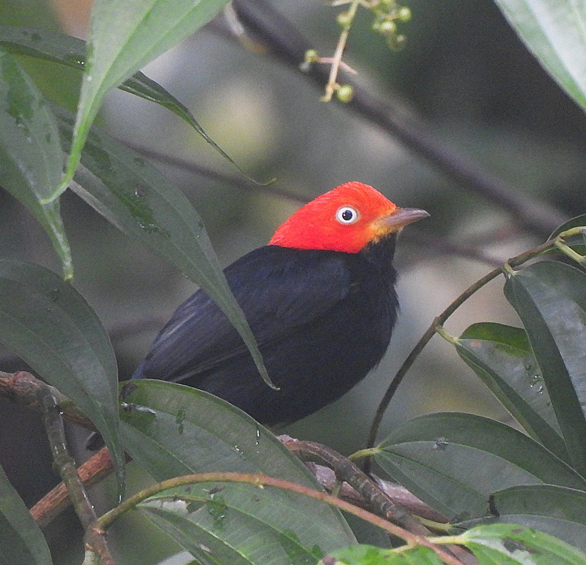 Red-capped Manakin - ML626029108