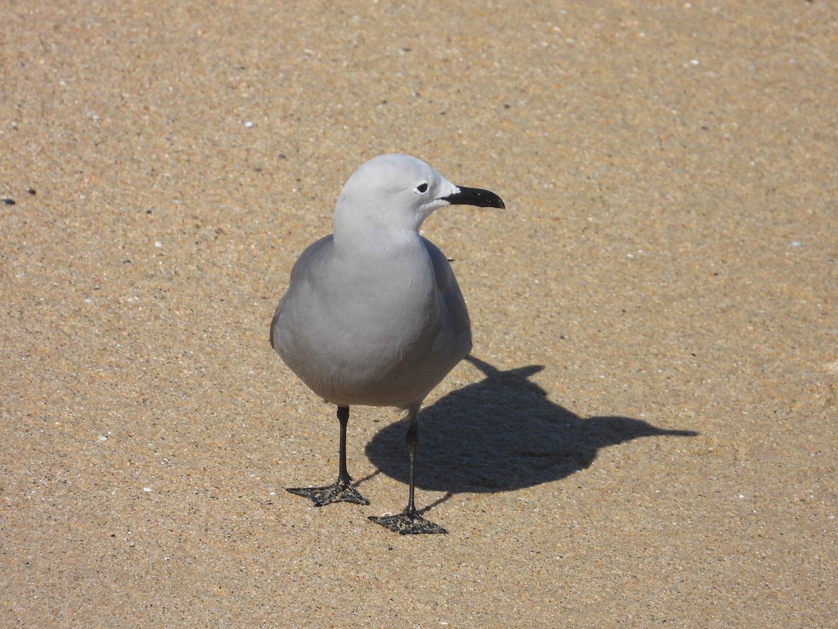 Gray Gull - ML626029211