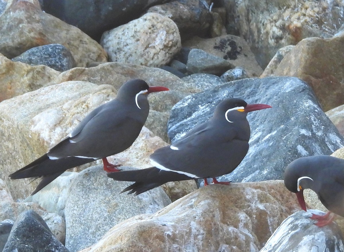 Inca Tern - ML626029224