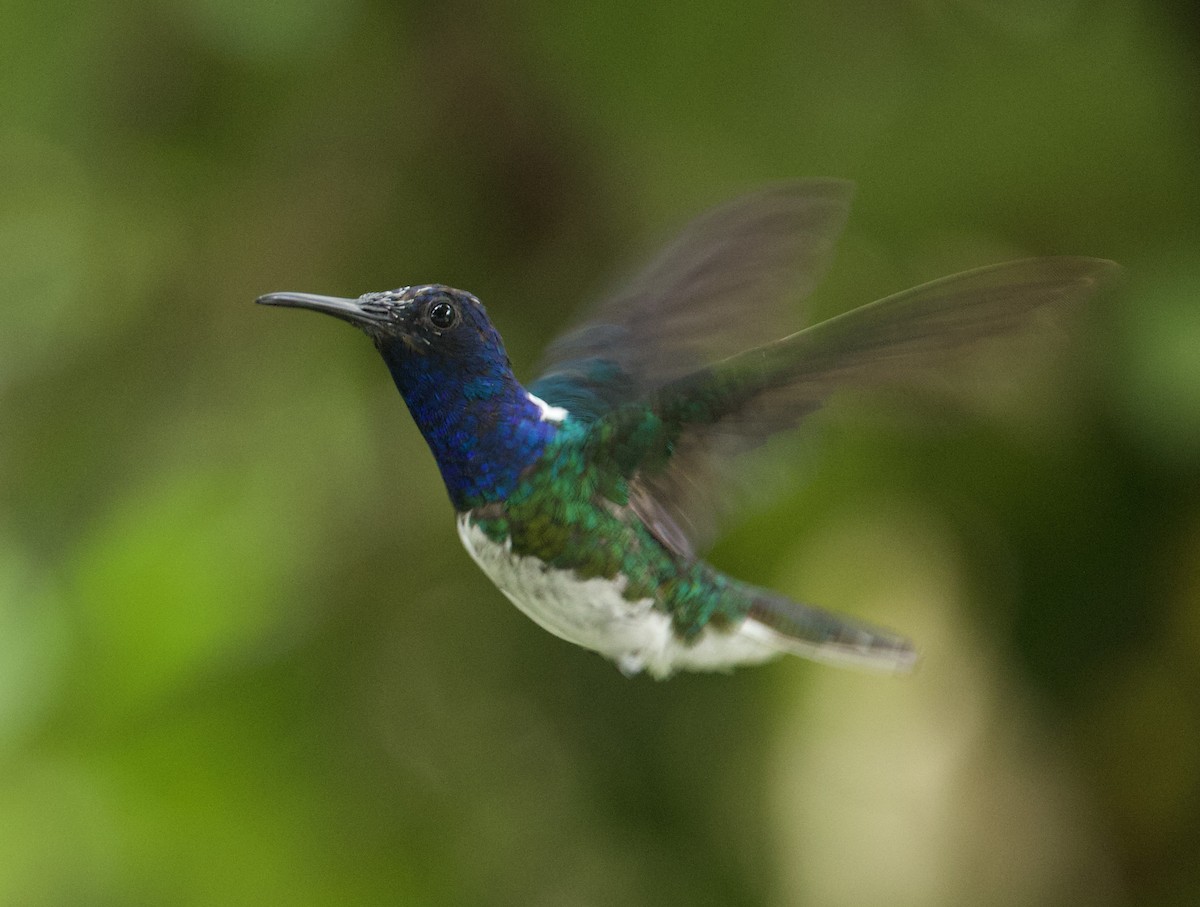 White-necked Jacobin - ML626029227