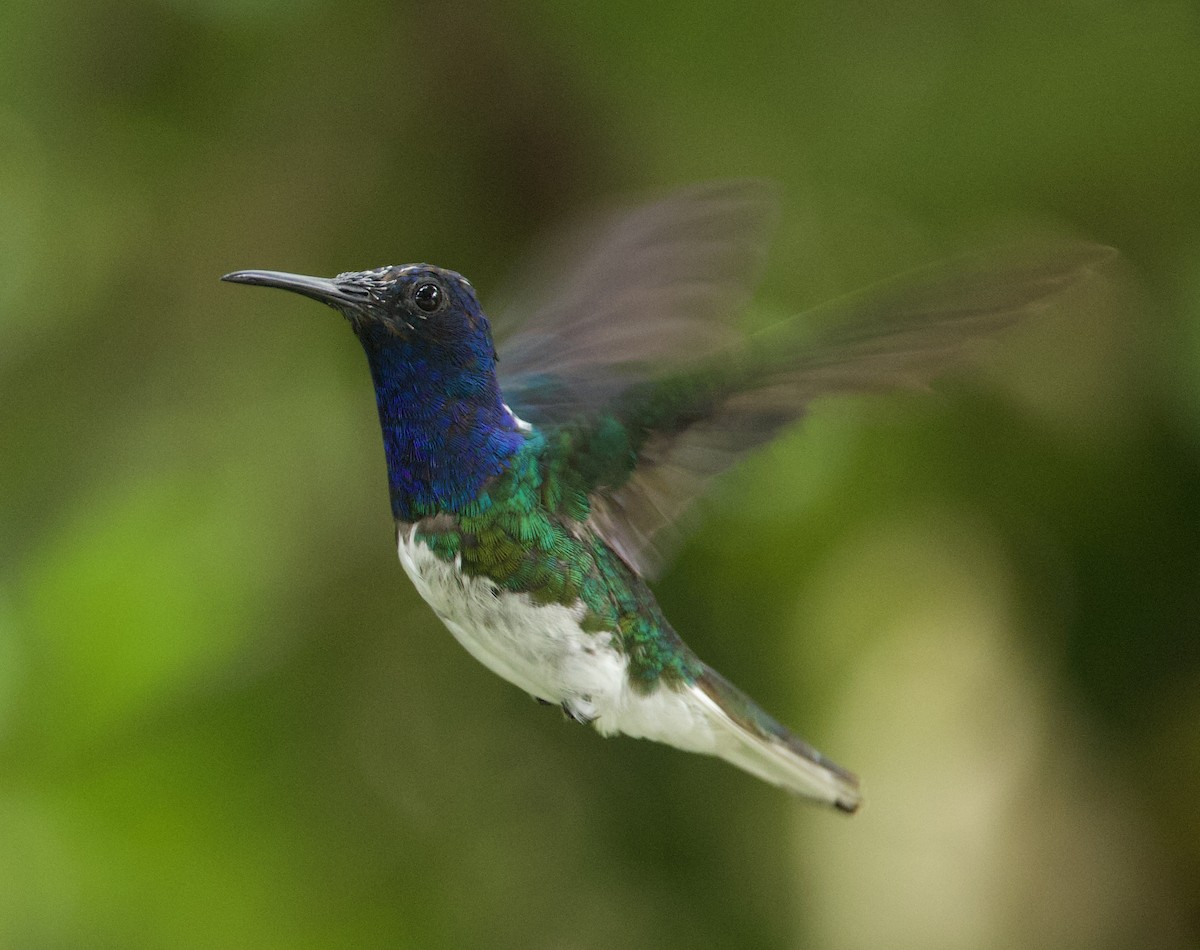 White-necked Jacobin - ML626029230