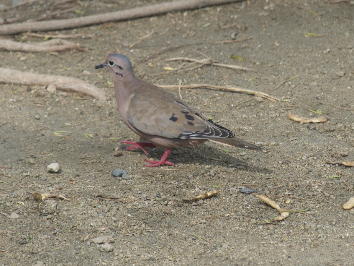 Eared Dove - ML626029490