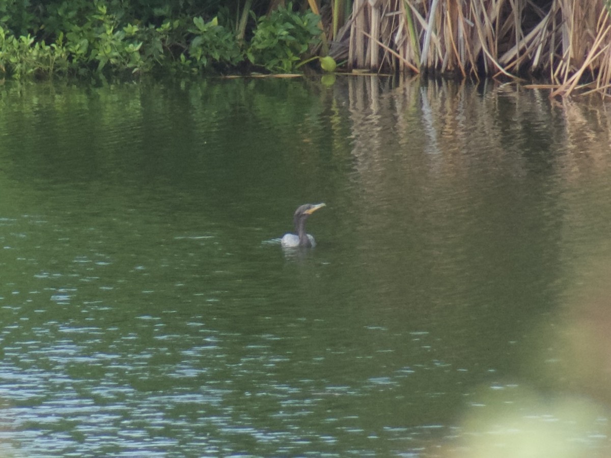 Neotropic Cormorant - ML626029500