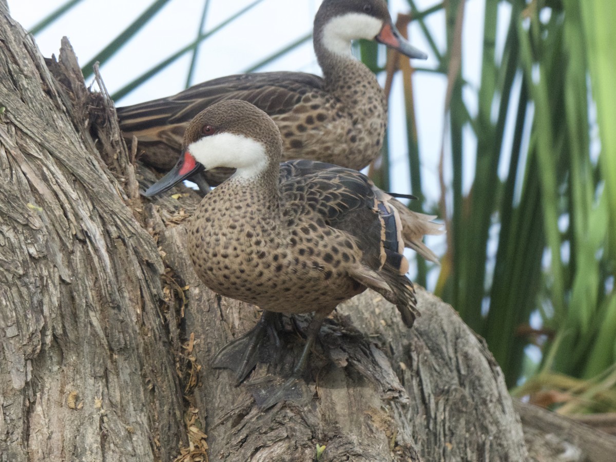 White-cheeked Pintail - ML626029517