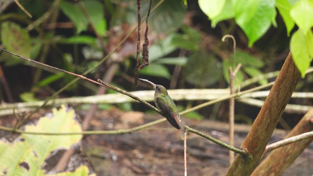 Rufous-breasted Hermit - ML626029548
