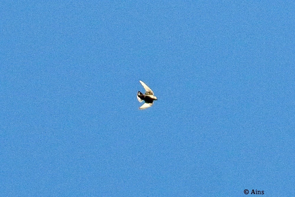Avión Roquero - ML626029652
